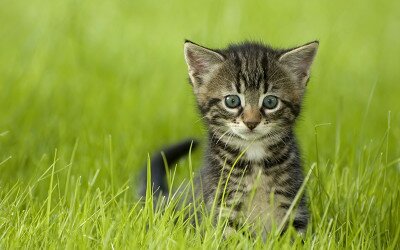 International FIFE cat show